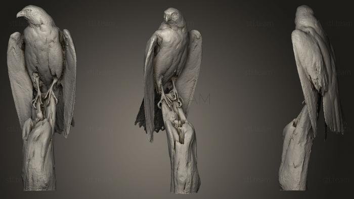 3D model Peregrine Falcon (STL)